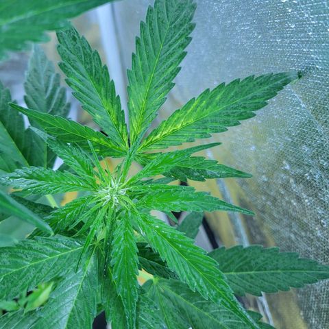 Runtz Auto growlog timeline photo