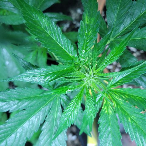 Runtz Auto growlog timeline photo