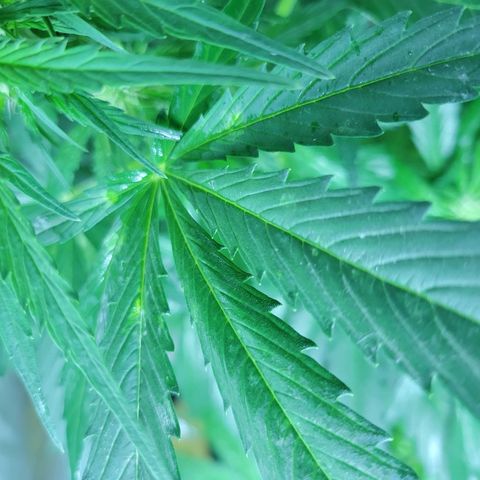 Runtz Auto growlog timeline photo