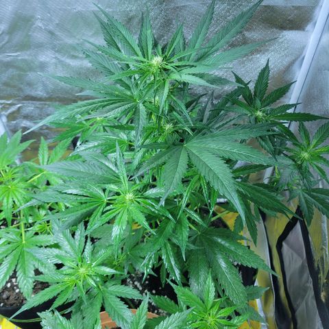 Runtz Auto growlog timeline photo