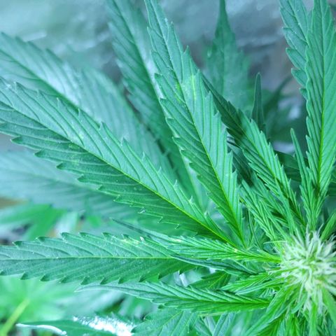 Runtz Auto growlog timeline photo