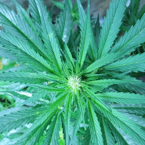 Runtz Auto growlog timeline photo