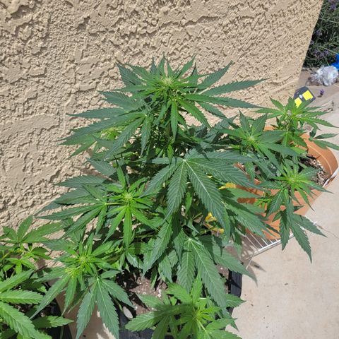Runtz Auto growlog timeline photo
