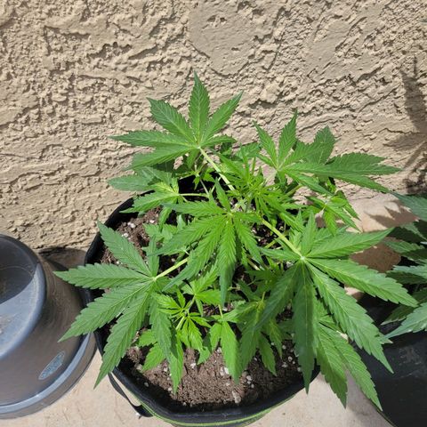 Gorilla Glue #4 growlog timeline photo
