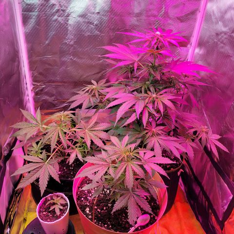 Súper Lemon Haze auto growlog timeline photo