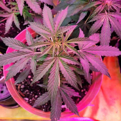 Súper Lemon Haze auto growlog timeline photo