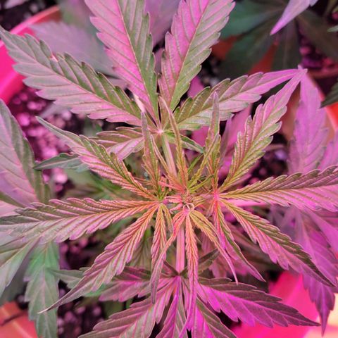 Súper Lemon Haze auto growlog timeline photo