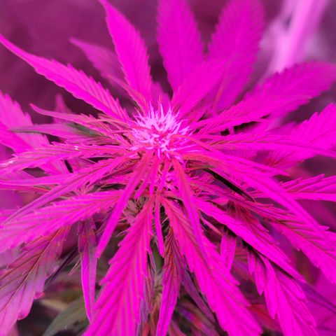 Runtz Auto growlog timeline photo