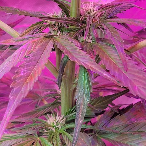 Runtz Auto growlog timeline photo