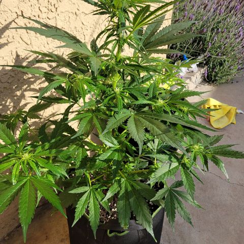 Runtz Auto growlog timeline photo