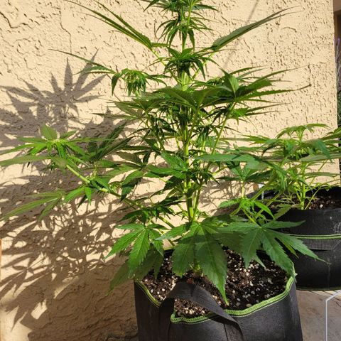Runtz Auto growlog timeline photo
