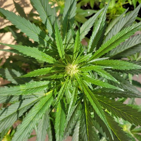 Runtz Auto growlog timeline photo