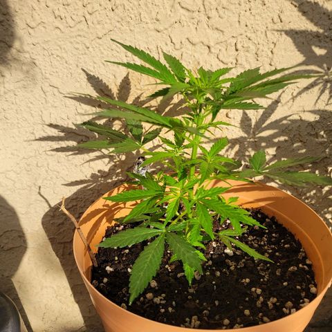 Súper Lemon Haze auto growlog photo: Prefloracion