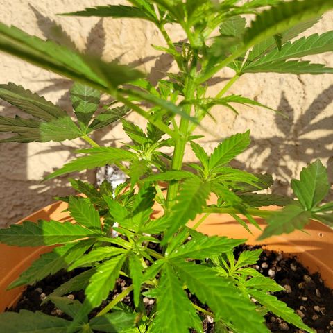 Súper Lemon Haze auto growlog photo: Prefloracion