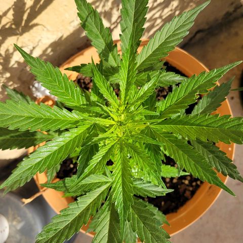 Súper Lemon Haze auto growlog photo: Prefloracion