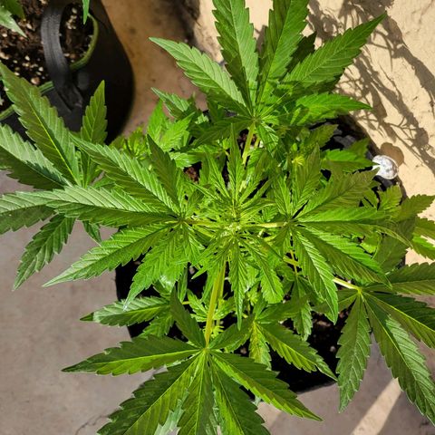 Gorilla Glue #4 growlog photo: Prefloracion 