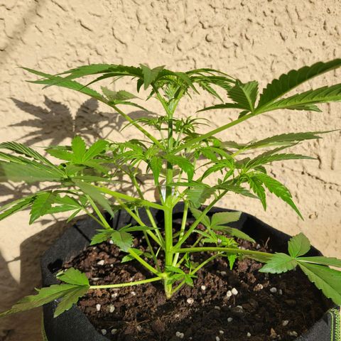 Gorilla Glue #4 growlog photo: Prefloracion 