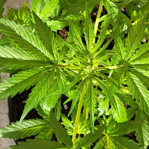 Gorilla Glue #4 growlog photo: Prefloracion 
