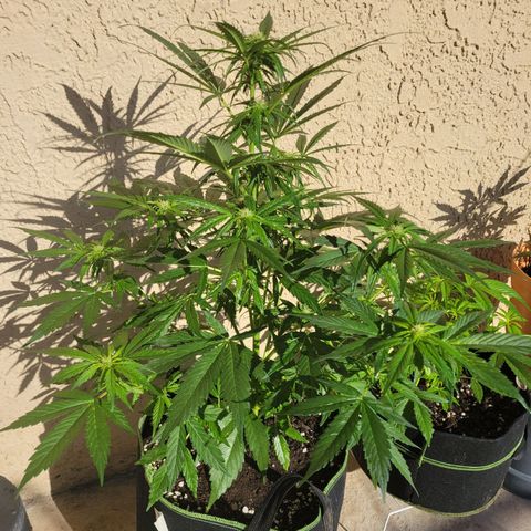 Runtz Auto growlog timeline photo