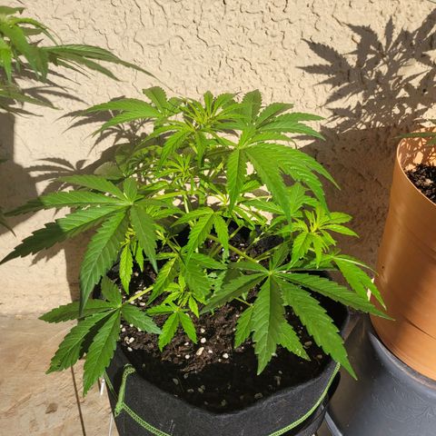 Gorilla Glue #4 growlog timeline photo