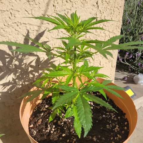 Súper Lemon Haze auto growlog timeline photo