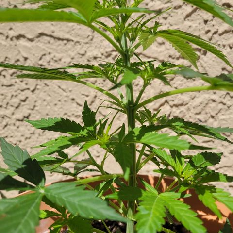 Súper Lemon Haze auto growlog timeline photo