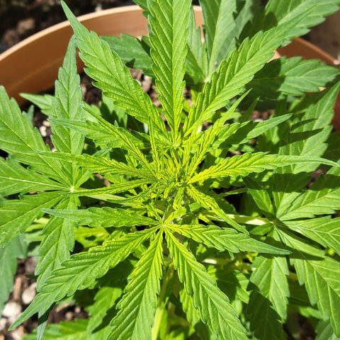 Súper Lemon Haze auto growlog timeline photo
