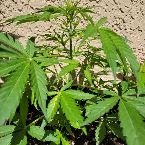 Gorilla Glue #4 growlog timeline photo