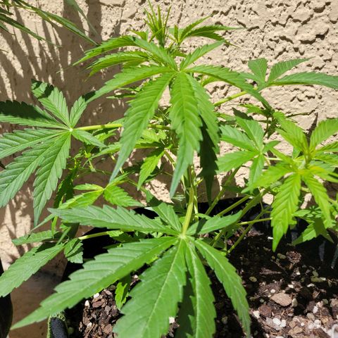 Gorilla Glue #4 growlog timeline photo