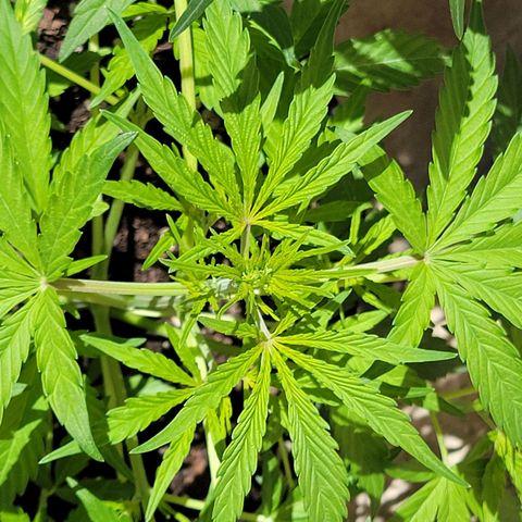 Gorilla Glue #4 growlog timeline photo