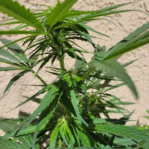 Runtz Auto growlog timeline photo