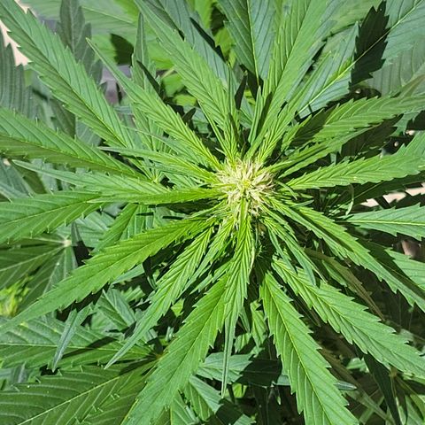 Runtz Auto growlog timeline photo