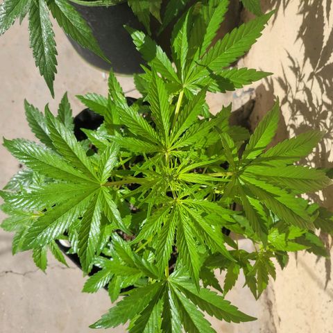 Gorilla Glue #4 growlog timeline photo