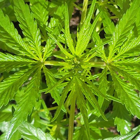 Gorilla Glue #4 growlog timeline photo