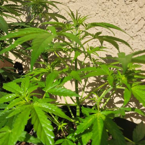 Gorilla Glue #4 growlog timeline photo