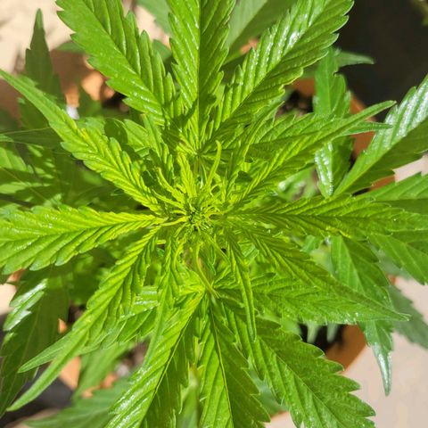 Súper Lemon Haze auto growlog timeline photo