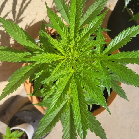 Súper Lemon Haze auto growlog timeline photo