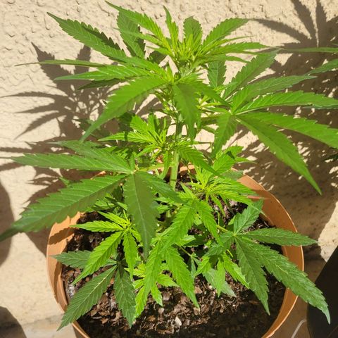 Súper Lemon Haze auto growlog timeline photo