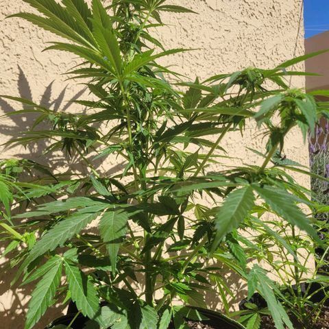 Runtz Auto growlog timeline photo