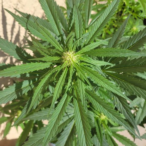 Runtz Auto growlog timeline photo