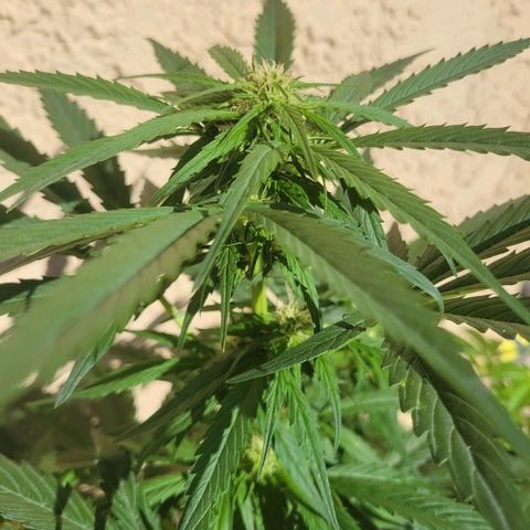 Runtz Auto growlog timeline photo