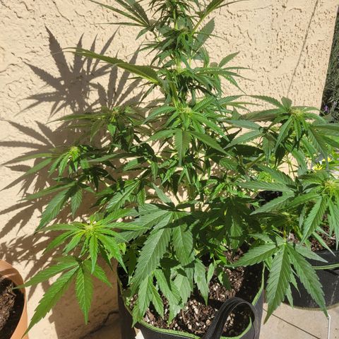 Runtz Auto growlog timeline photo