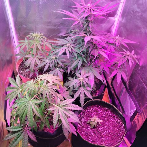 Súper Lemon Haze auto growlog timeline photo