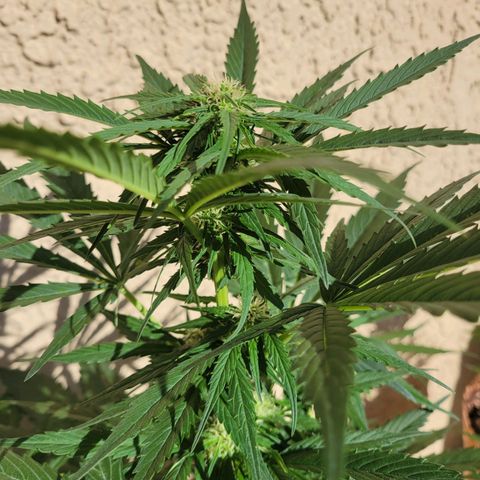 Runtz Auto growlog timeline photo