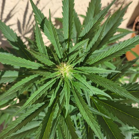 Runtz Auto growlog timeline photo