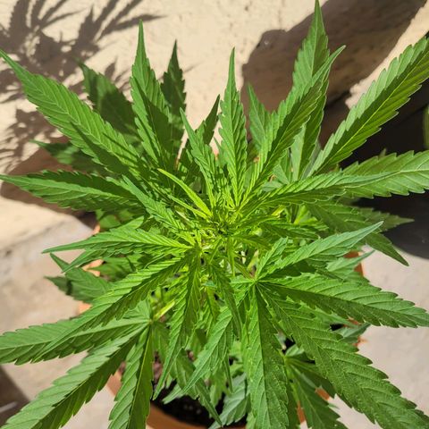 Súper Lemon Haze auto growlog timeline photo