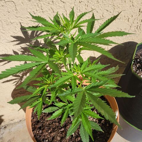 Súper Lemon Haze auto growlog timeline photo