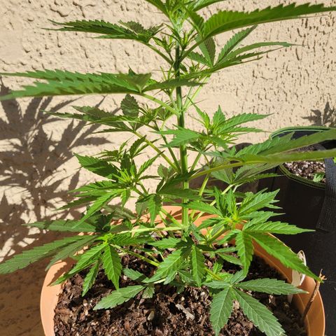 Súper Lemon Haze auto growlog timeline photo