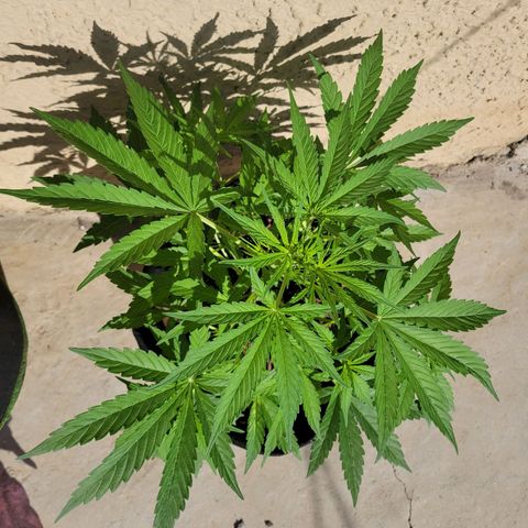 Gorilla Glue #4 growlog timeline photo