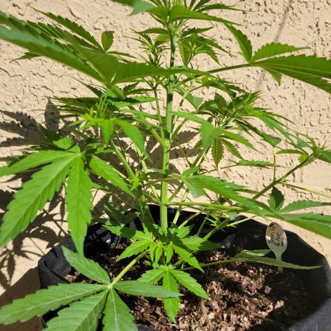 Gorilla Glue #4 growlog timeline photo